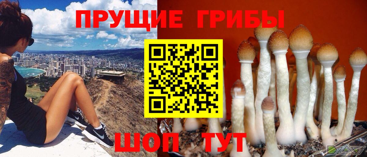 Галлюциногенные грибы GOLDEN TEACHER  Псилоцибиновые грибы GOLDEN TEACHER  Черкесск  Вход с VPN 